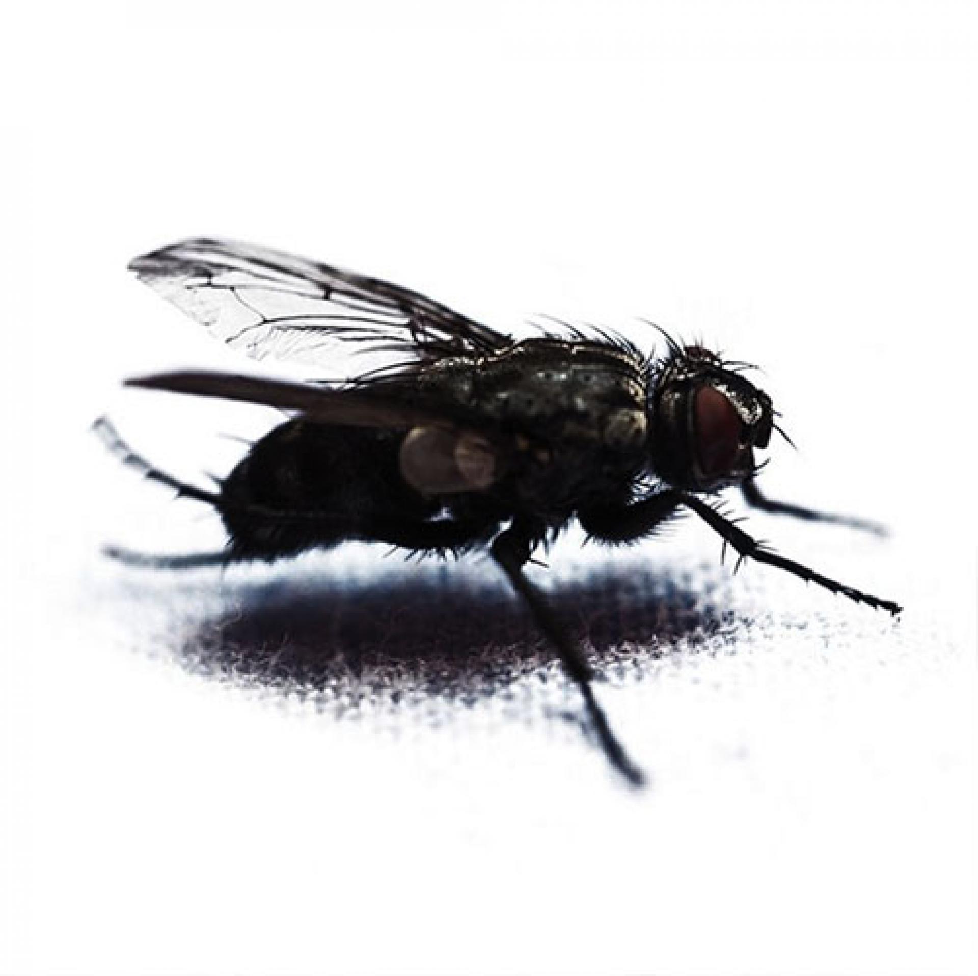 Image of Flies