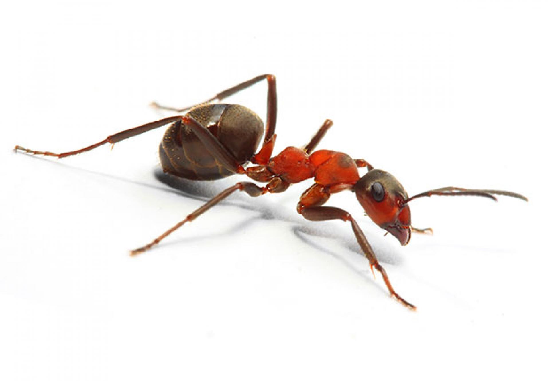 Image of Red Ants