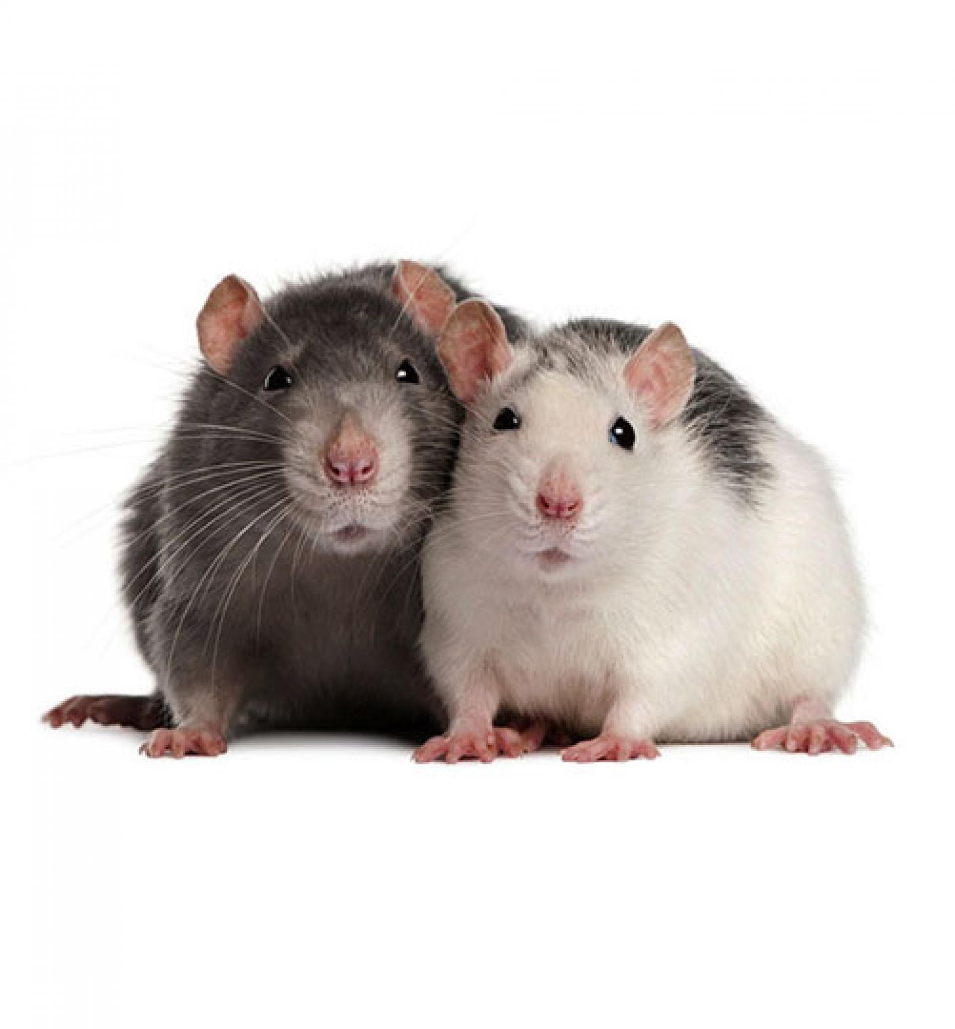 Image of Rodents