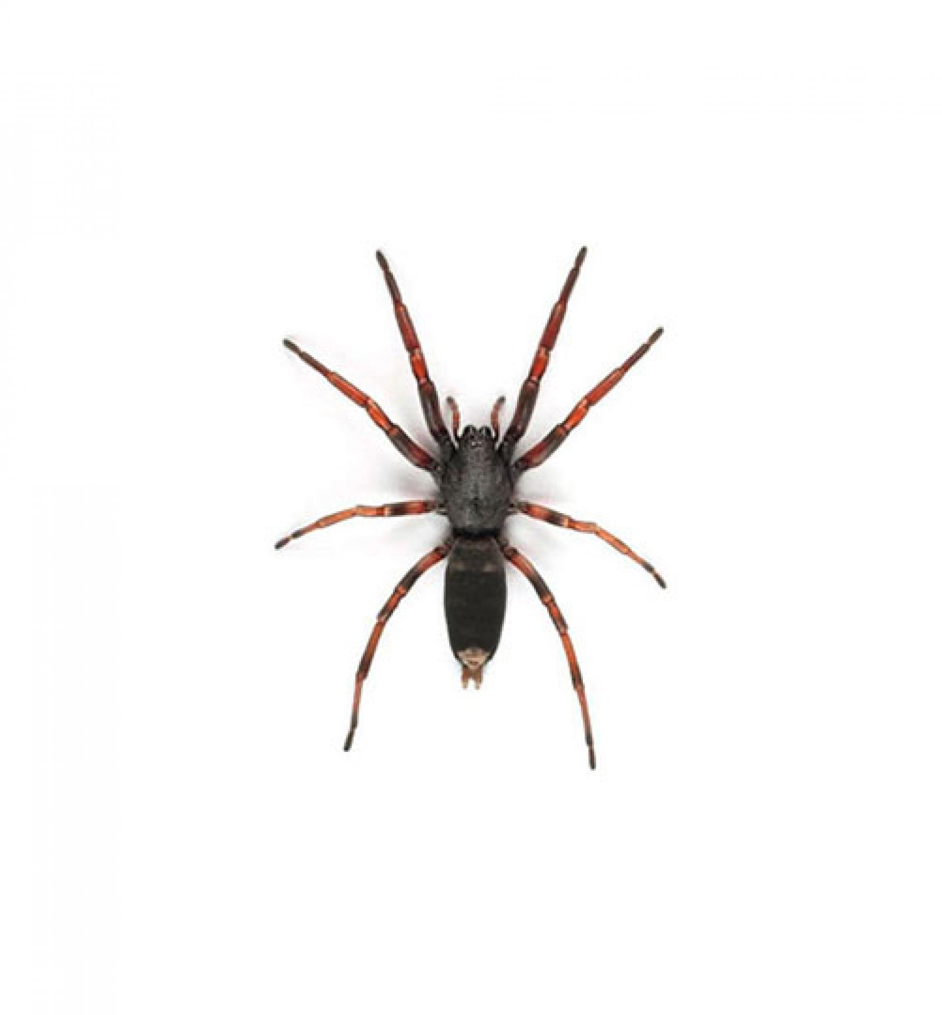 Image of White Tail Spider