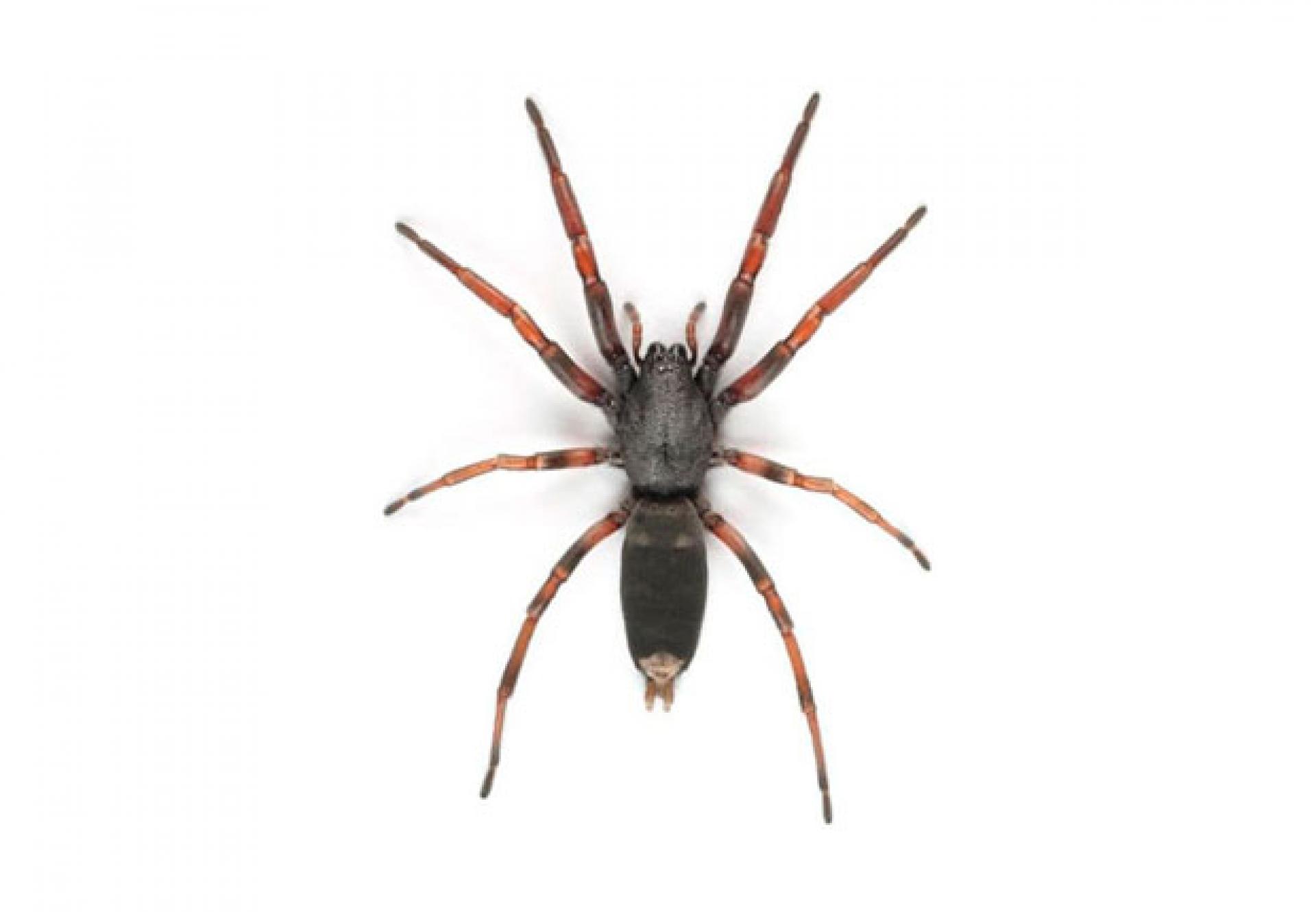 Image of White Tail Spider