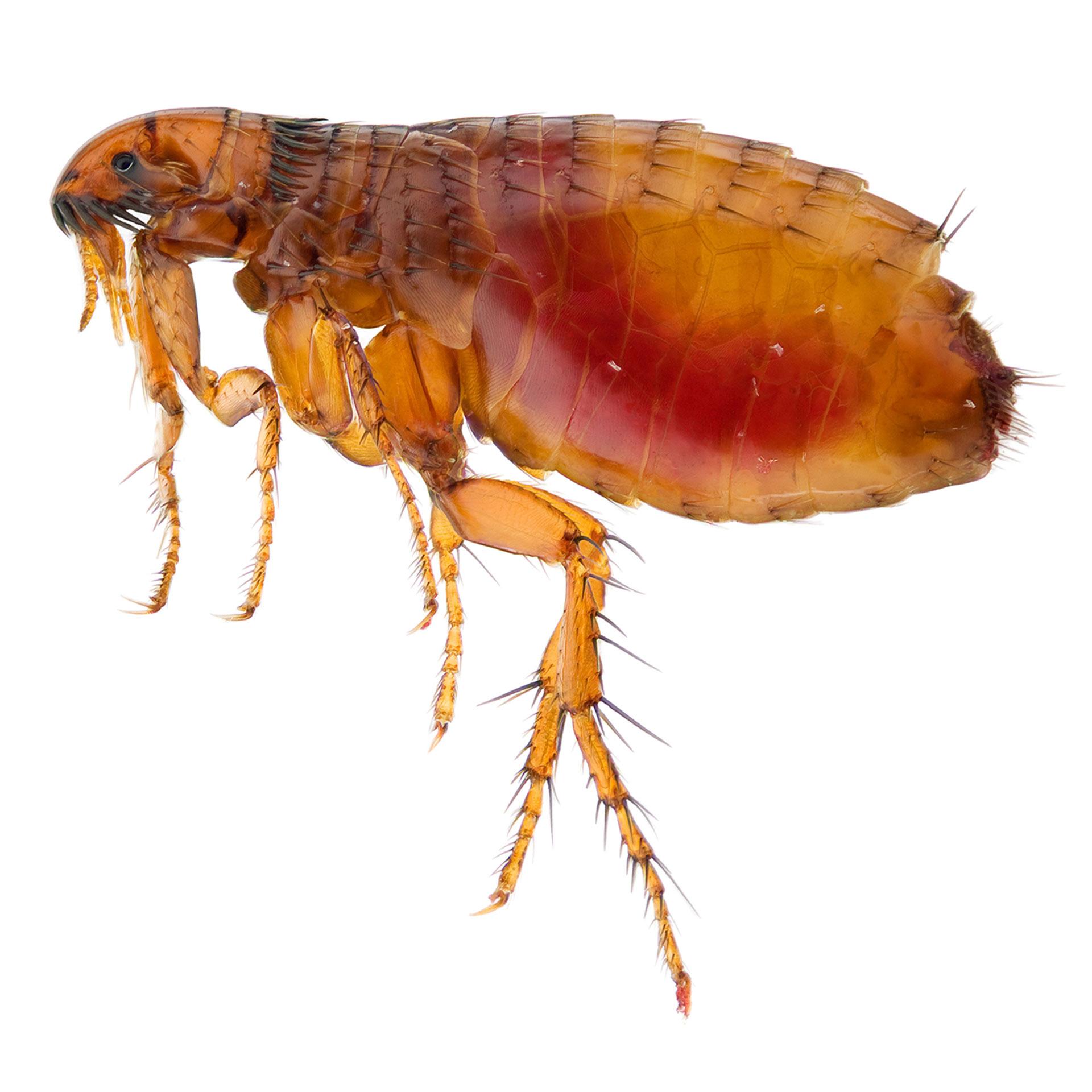 Image of Fleas / Bedbugs